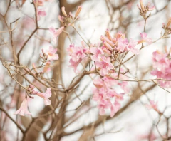 PINK SPRING - comprar online