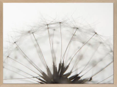 DIENTE DE LEÓN - tienda online