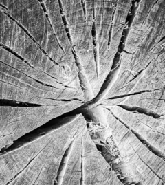 DÚO TRUNK en internet