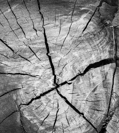DÚO TRUNK - Nativas