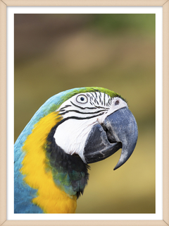 GUACAMAYO 3