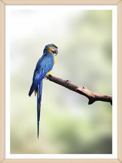 GUACAMAYO AZUL