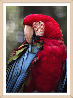 GUACAMAYO ROJO