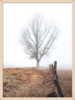 NIEBLA OTOÑAL