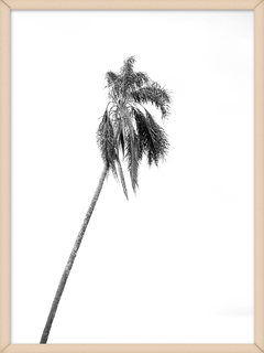 PALMERA NEGRA