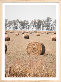 ROLLOS DE CAMPO