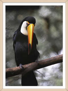 TUCAN 2