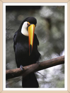 TUCAN 2