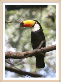TUCAN 3
