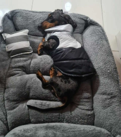 Imagen de Cama Moises Artesanal - Para Perros & Gatos - Varios Tamaños