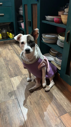 Buzo Frisa y Algodon " Smart"- para perros
