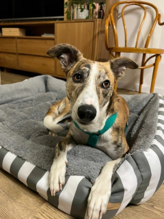 Imagen de Combo Cama Moisés & Comedero en altura Paraíso doble - perros grandes