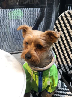 Piloto EleCant Amarillo - para perros