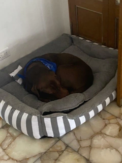 Combo Cama Moisés & Comedero en altura Paraíso doble - perros grandes