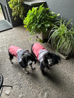 Piloto EleCant Gris - para perros - Happy Pets
