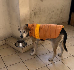 Capa impermeable EleCant "Explorer" - para perros - Happy Pets