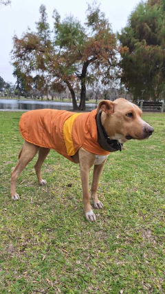 Capa impermeable EleCant "Explorer" - para perros