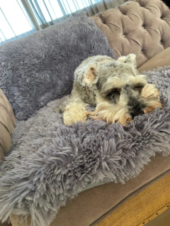 Manta / Pie de Cama / Abrigo - Pelo de Mono y Tussor - comprar online