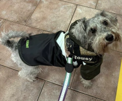 Piloto EleCant Verde Militar- para perros - tienda online