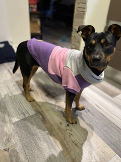 Buzo Frisa y Algodon " Smart"- para perros