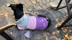 Buzo Frisa y Algodon " Smart"- para perros - Happy Pets