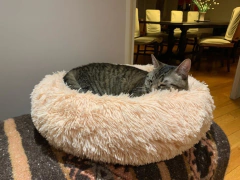 Combo Cama Puff & Comedero en altura Paraiso doble - gatos - Happy Pets