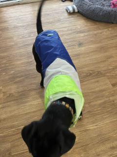 Piloto EleCant Amarillo - para perros - tienda online