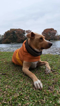 Capa impermeable EleCant "Explorer" - para perros en internet
