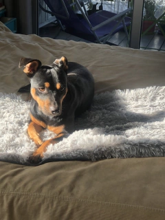 Manta / Pie de Cama / Abrigo - Pelo de Mono y Tussor - comprar online