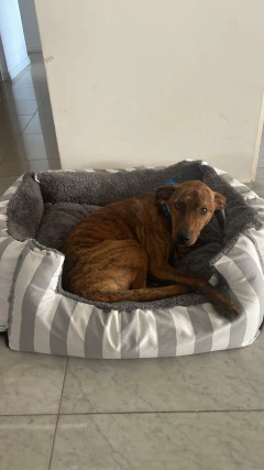 Combo Cama Moisés & Comedero en altura Paraíso doble - perros grandes - comprar online