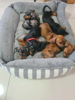 Combo Cama Moisés & Comedero en altura Paraíso doble - perros grandes - tienda online