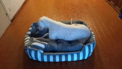 Combo Cama Moisés & Comedero en altura Paraíso doble - perros grandes - comprar online