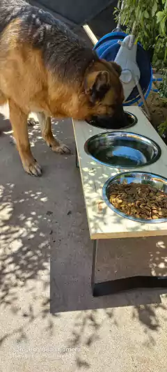 Comedero SIGMA triple - perros medianos y grandes en internet