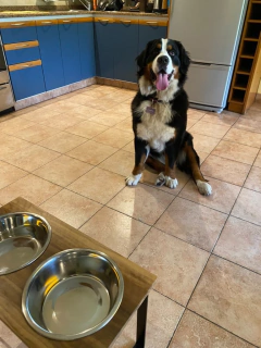 Comedero SIGMA doble - perros grandes