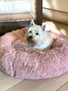 Combo Cama Puff & Comedero en altura Paraiso triple - para gatos - tienda online