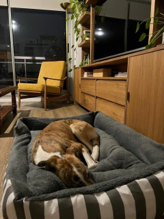 Combo Cama Moisés & Comedero en altura Paraíso doble - perros grandes en internet