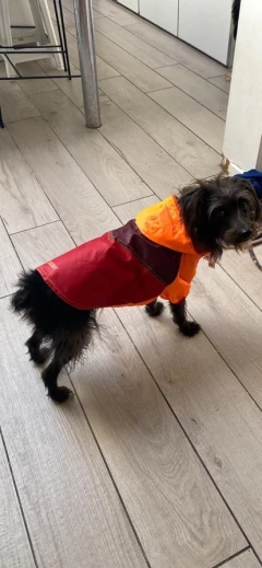 Imagen de Piloto EleCant Naranja - para perros