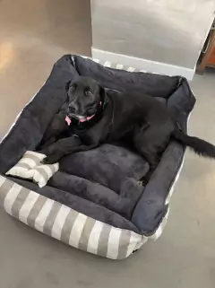 Cama Moises Artesanal - Para Perros & Gatos - Varios Tamaños - Happy Pets