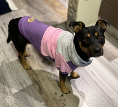 Buzo Frisa y Algodon " Smart"- para perros - comprar online