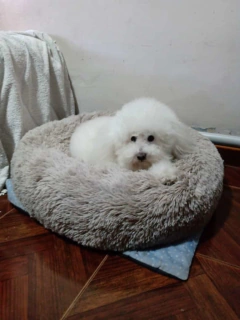 Imagen de Combo Cama Puff & Comedero en altura Paraíso doble - perros chicos