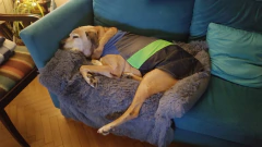 Cubre Sillón - Pelo de Mono y Tussor reversible - Happy Pets