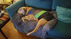 Capa impermeable EleCant "Bit" - para perros - comprar online