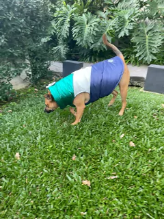 Chaleco impermeable EleCant "Matrix" - para perros - tienda online