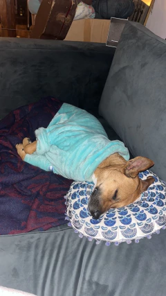 Imagen de Buzo Chester - para perros chicos