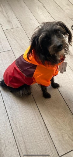 Piloto EleCant Naranja - para perros - tienda online