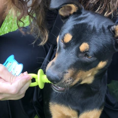 Mordillo chupete grande con cascabel - varios colores - tienda online