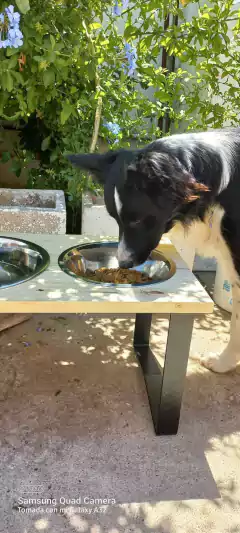 Comedero SIGMA triple - perros medianos y grandes - tienda online