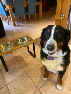 Comedero SIGMA doble - perros grandes - tienda online