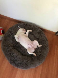 Combo Cama Puff & Comedero en altura Paraíso doble - perros chicos - comprar online