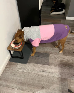 Buzo Frisa y Algodon " Smart"- para perros - tienda online